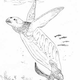 Image for article titled The Terrifying Sex Organs of Male Turtles